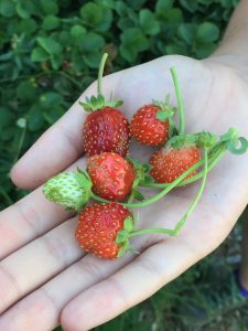 photo of strawberries in hand